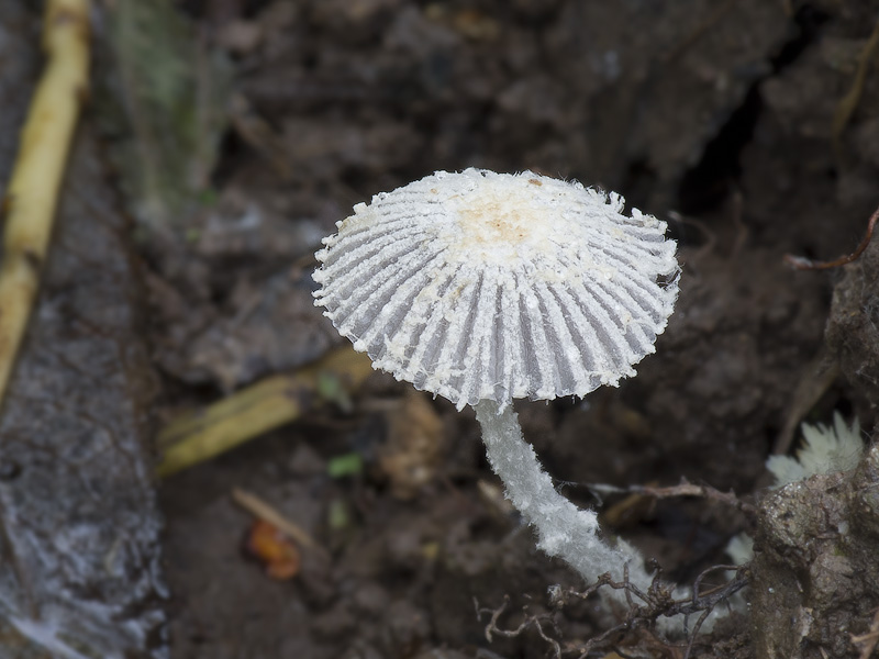 Coprinopsis bellula